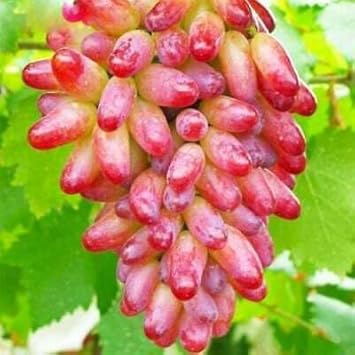 Grape Fruit Seeds for Planting