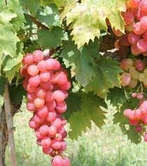 Grape Fruit Seeds for Planting