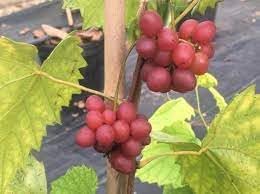 Grape Fruit Seeds for Planting