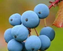 Grape Fruit Seeds for planting-Heirloom &amp; Non-GMO seeds for Home Gardens &amp; Vineyards