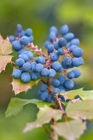 Grape Fruit Seeds for planting-Heirloom &amp; Non-GMO seeds for Home Gardens &amp; Vineyards
