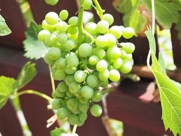 Grape Fruit Seeds for Vineyards & Home Gardening