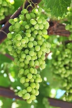 Grape Fruit Seeds for Vineyards & Home Gardening