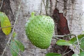 Graviola Fruit Seed Collection for Planting | Heirloom Non-GMO Organic Garden Seeds for Delicious Tangy Fruits