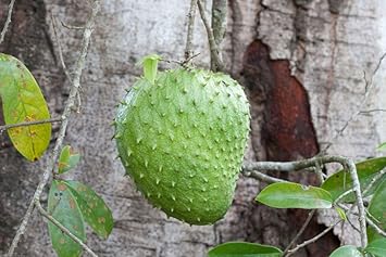 Graviola Guanabana Fruit Seeds