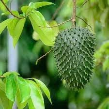 Graviola Guanabana Fruit Seeds