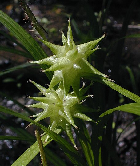 Carex Grayi Seeds for Planting – Ornamental Grass, Unique Mace-Like Seed Heads, Heirloom, Non-GMO Garden Seeds
