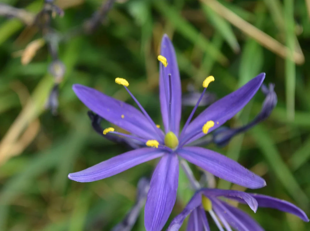 Camassia Flower Seeds for Planting – Heirloom, Non-GMO, High Germination Organic Garden Seeds