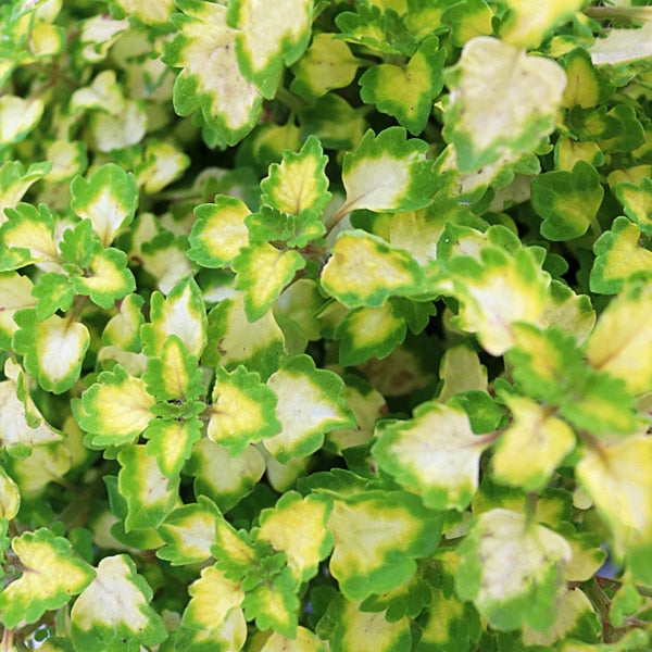 Coleus Trailing Yosemite Plant Seeds for Planting – Heirloom Non-GMO, High Germination Organic Garden Seeds