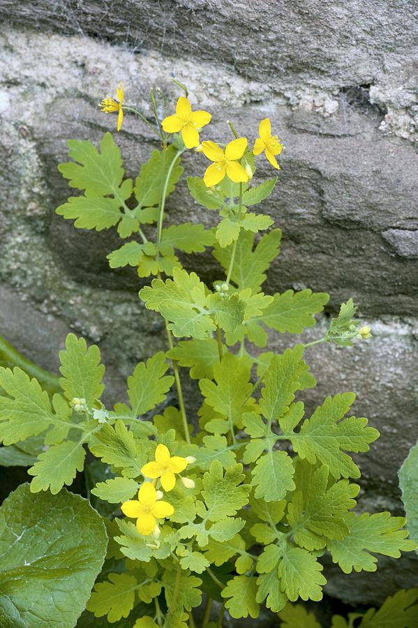 Gule Chelidonium blomsterfrø til plantning – 100 stk