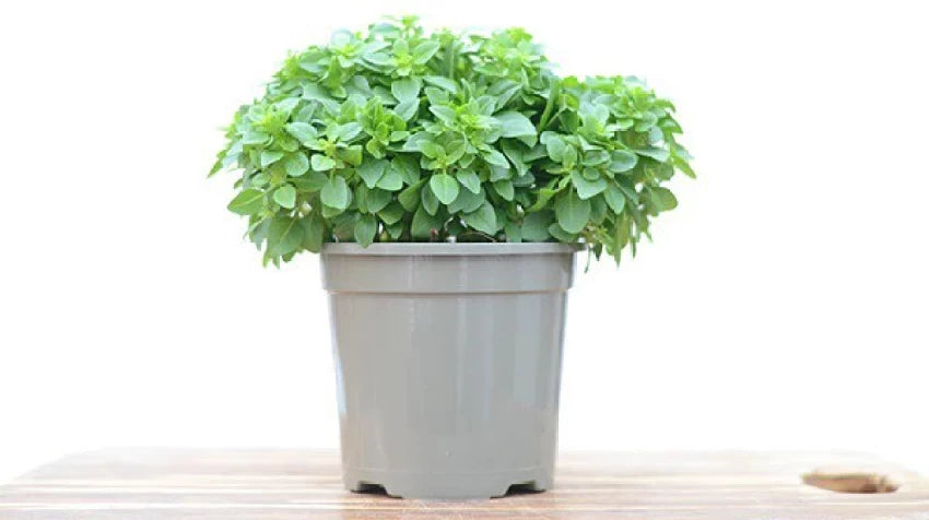 Greek Basil Seeds for Planting