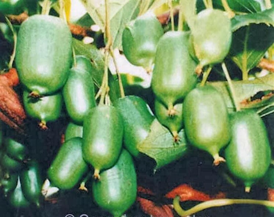 Green Actinidia Kolomikta Plant Seeds for Planting