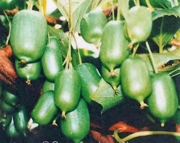 Green Actinidia Kolomikta Plant Seeds for Planting