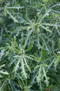 Green Afghanistanica Fig Tree Seeds for Planting