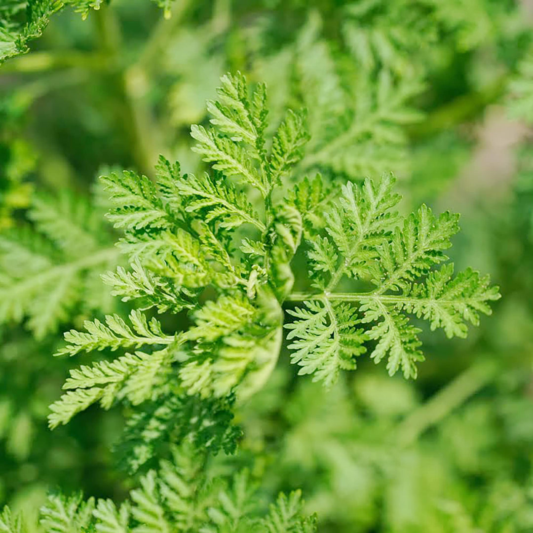 Green Annie Seeds
