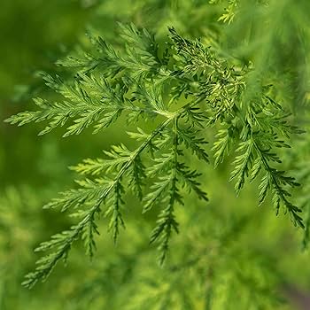 Green Annie Seeds