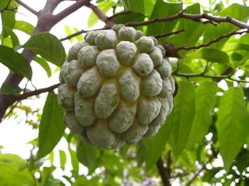 Green Annona Squamosa Fruit Seeds for Planting | Heirloom Non-GMO Organic Seeds for Tropical Tree Growth