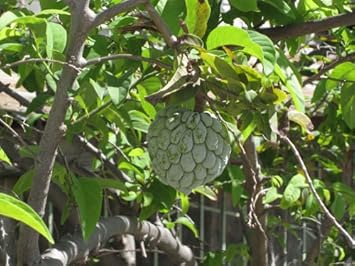 Green Annona Squamosa Fruit Seeds for Planting | Heirloom Non-GMO Organic Seeds for Tropical Tree Growth