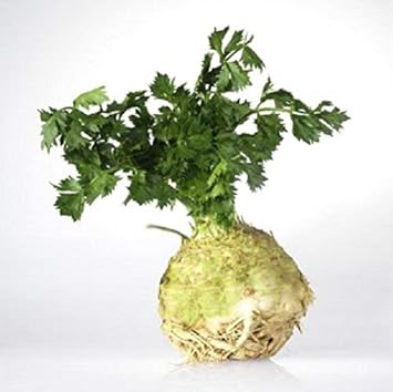 Green Apium Graveolens Celery Seeds for Planting