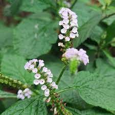 Green Arborescens Plant Seeds