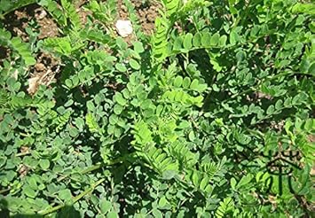 Green Astragalus Plant Seeds