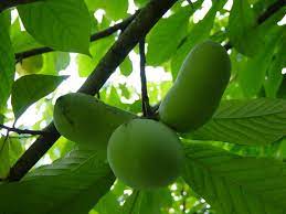 Green Banana Paw Fruit Seeds for Planting