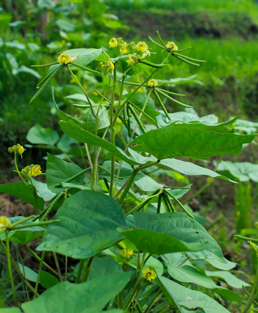 Green Mung Bean Vegetable Seeds for Planting - 100 pcs