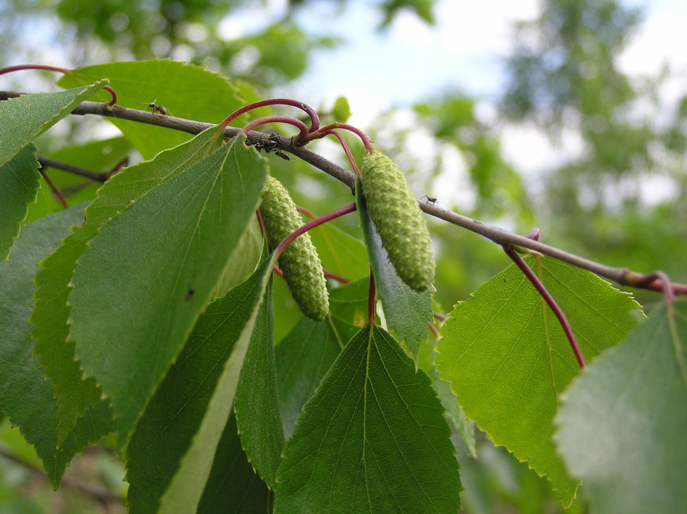 Green Betula Pendula Plant Seeds