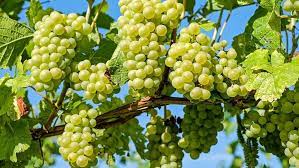 Green Brazilian Grape Fruit Seeds for Planting