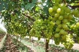 Green Brazilian Grape Fruit Seeds for Planting