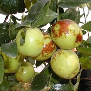 Green-Brown Jujube Fruit Seeds for Planting