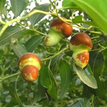 Green-Brown Jujube Fruit Seeds for Planting