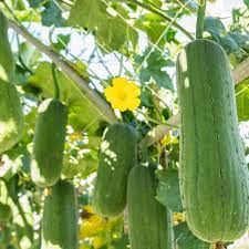 Green Brown Luffa Esmeralda Seeds for Planting | Tropical Vine, Heirloom, Non-GMO, High Germination Organic Garden Seeds