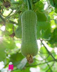 Green Brown Luffa Esmeralda Seeds for Planting | Tropical Vine, Heirloom, Non-GMO, High Germination Organic Garden Seeds