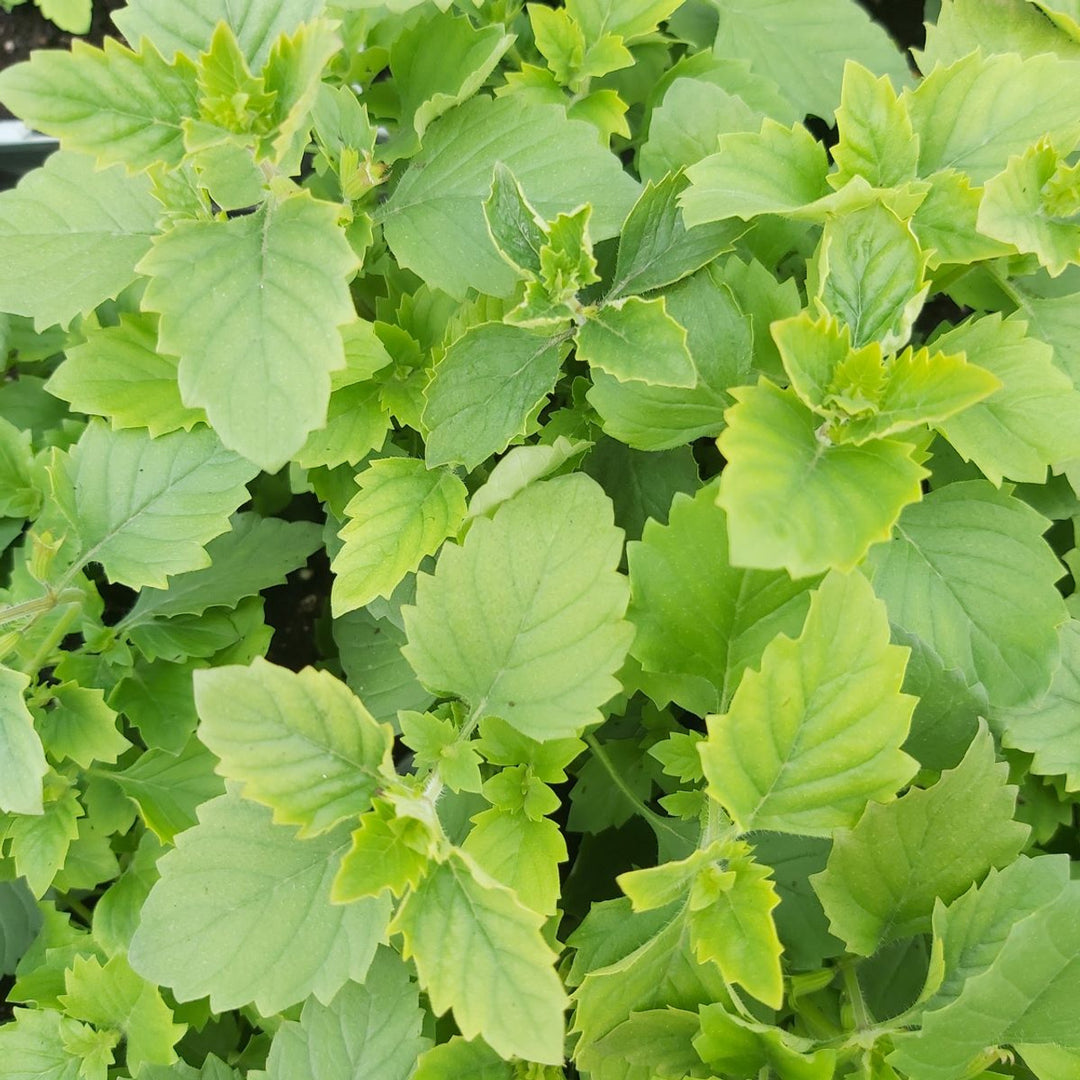 Green Calamintha Herb Plant Seeds for Planting | Heirloom, Non-GMO, High Germination Organic Garden Seeds for Kitchen & Garden