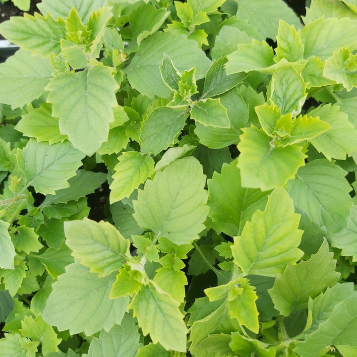 Green Calamintha Herb Plant Seeds for Planting | Heirloom, Non-GMO, High Germination Organic Garden Seeds for Kitchen &amp; Garden