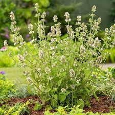 Green Cat Mint Plant Seeds