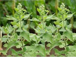 Green Cataria Seeds for Planting