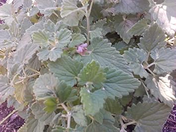 Green Cataria Seeds for Planting