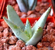 Green Claviflora Jackal’s Plant Seeds for Planting | Heirloom, Non-GMO, High Germination Organic Garden Seeds