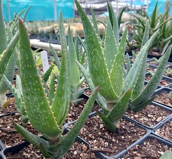 Green Claviflora Jackal’s Plant Seeds for Planting | Heirloom, Non-GMO, High Germination Organic Garden Seeds