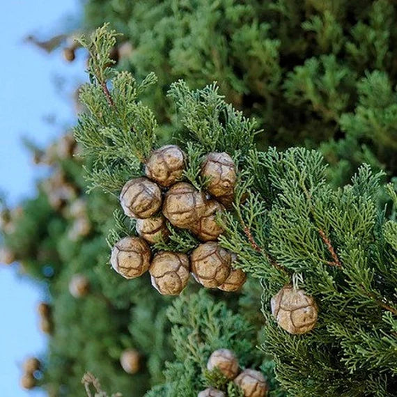 Green Cupressus Plant Seeds