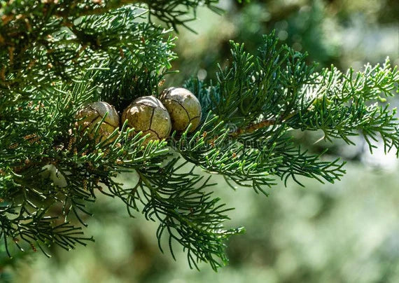 Green Cupressus Plant Seeds