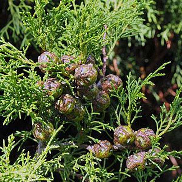 Green Cupressus Plant Seeds