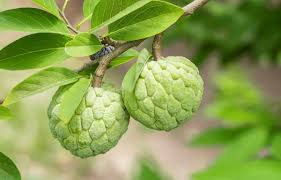Green Custard Apple Fruit Seeds for Planting