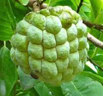 Green Custard Apple Fruit Seeds for Planting