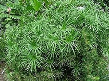 Green Cyperus Plant Seeds for Planting | Aquatic Garden Decor, Heirloom, Non-GMO, High Germination Organic Garden Seeds