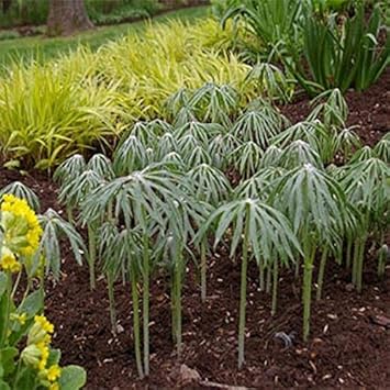 Green Cyperus Plant Seeds for Planting | Aquatic Garden Decor, Heirloom, Non-GMO, High Germination Organic Garden Seeds