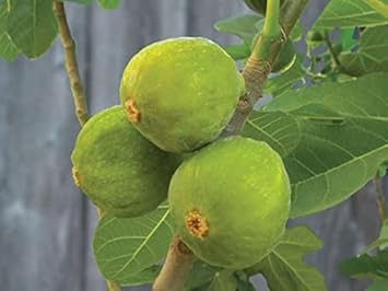 Green Desert King Fig Fruit Seeds