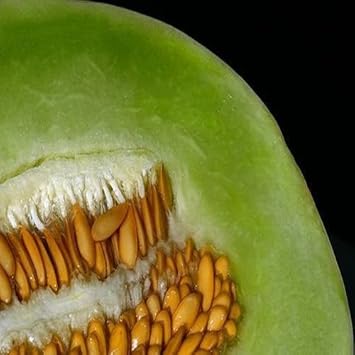 Green Dew Melon Fruit Seeds for Planting